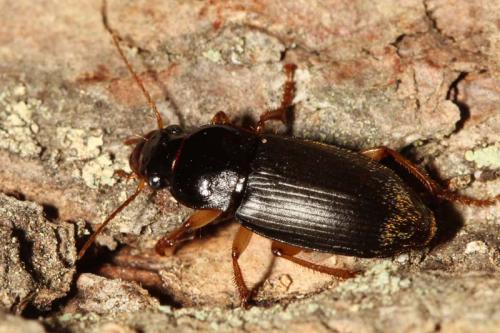 Pseudoophonus rufipes