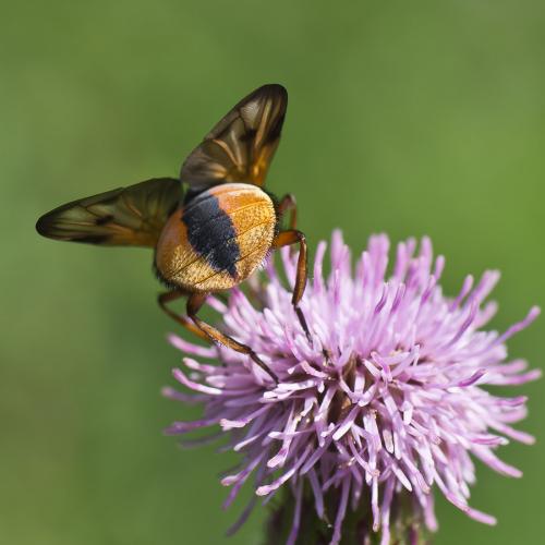 Ectophasia crassipennis