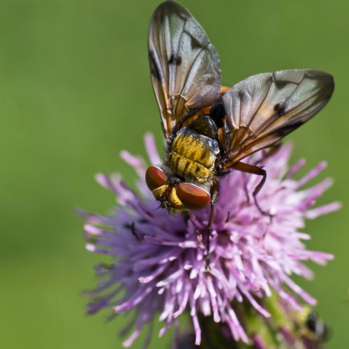 Ectophasia crassipennis