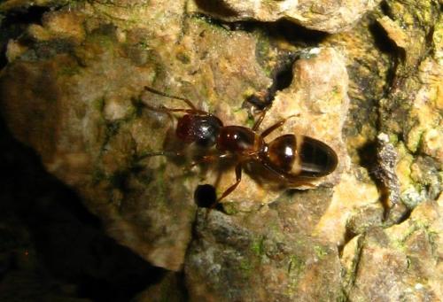 Réf. 74 960 : Colobopsis truncata