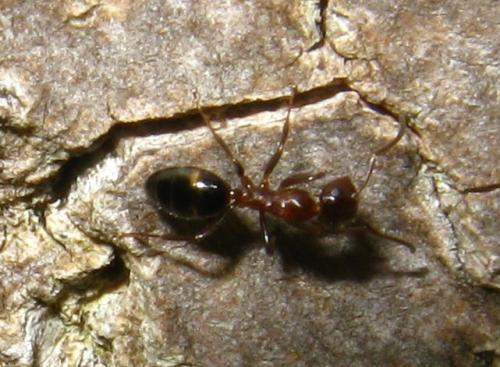 Réf. 74 949 : Colobopsis truncata