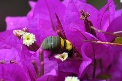 Xylocopa sp.