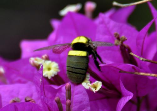 Xylocopa sp.