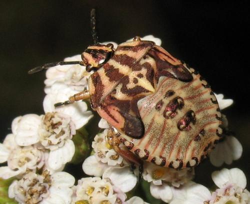 Carpocoris purpureipennis