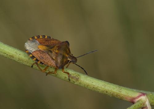 Carpocoris purpureipennis