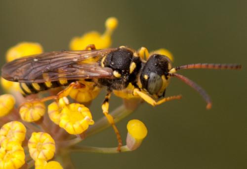 Réf. 74 322 : Cerceris flavilabris