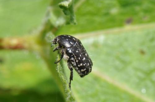 Oxythyrea funesta