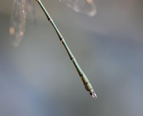 Chalcolestes viridis