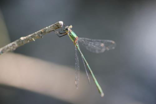 Chalcolestes viridis