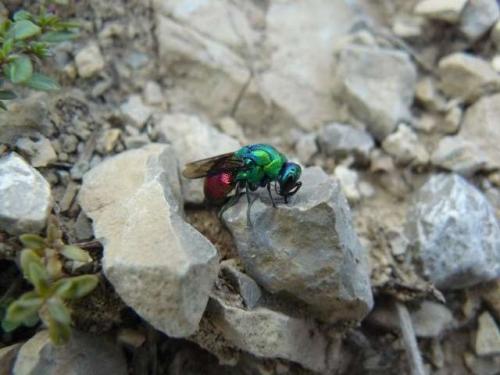 Stilbum sp.