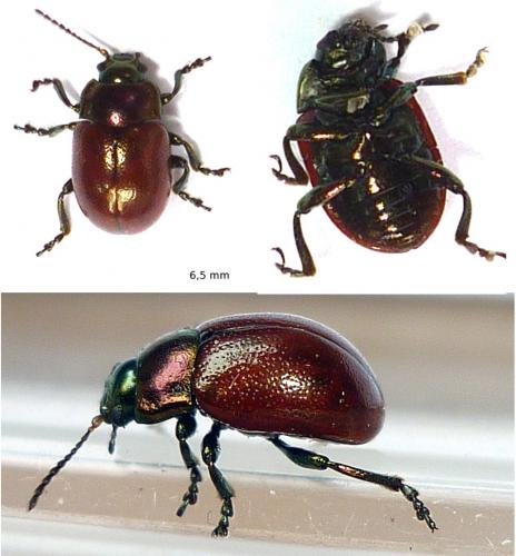 Réf. 74 281 : Chrysolina polita