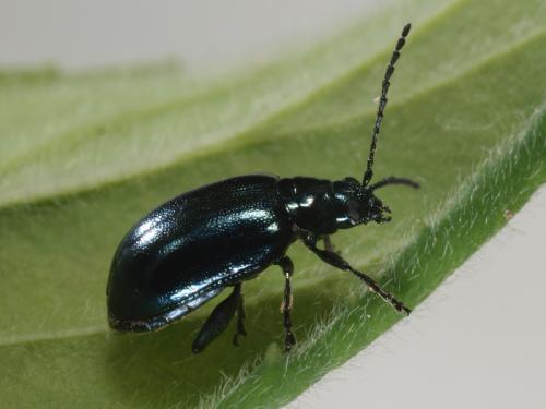 Réf. 74 469 : Altica sp.