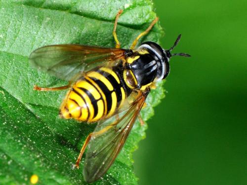 Réf. 74 854 : Chrysotoxum cautum