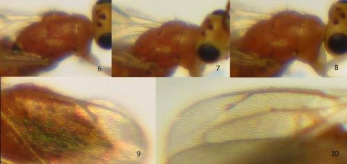 Cirrospilus sp.
