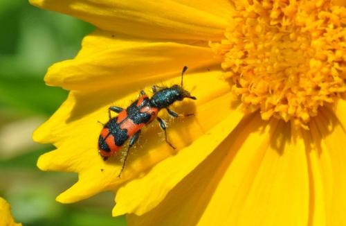 Réf. 74 167 : Trichodes alvearius