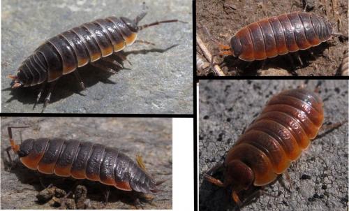 Porcellio alticola