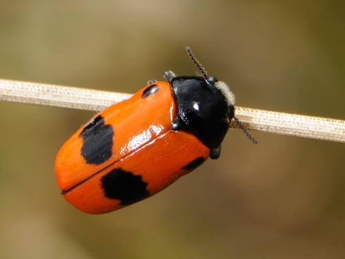 Réf. 74 585 : Clytra sp.