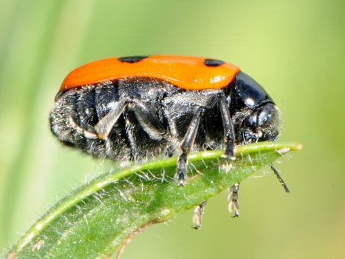 Clytra sp.
