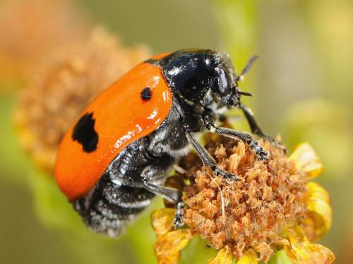 Clytra sp.