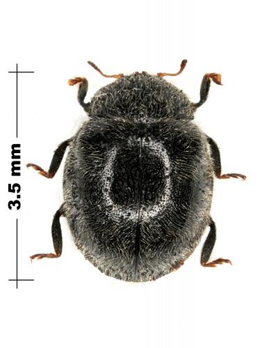 Réf. 74 375 : Rhyzobius forestieri