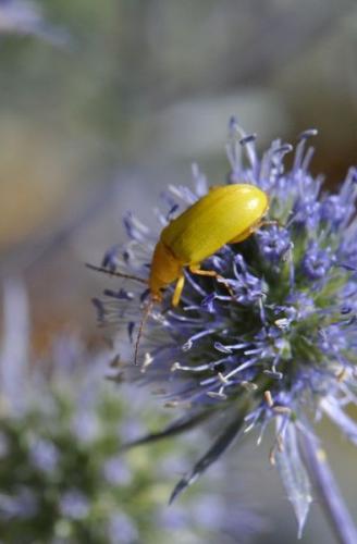 Réf. 74 046 : Cteniopus sulphureus