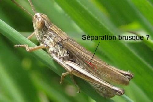 Chorthippus albomarginatus albomarginatus