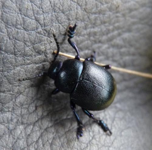 Timarcha goettingensis
