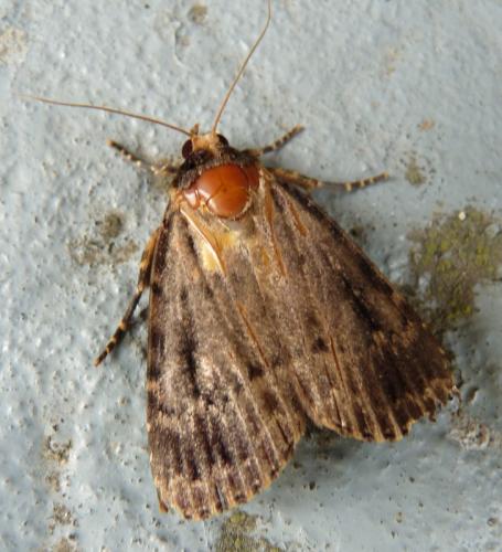 Amphipyra sp.