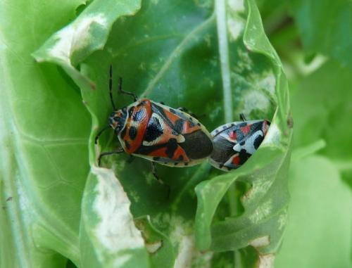 Eurydema ornata
