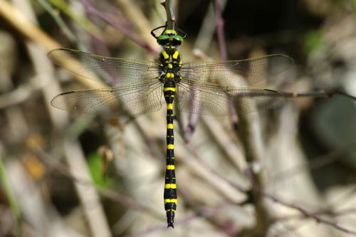 Cordulegaster boltonii