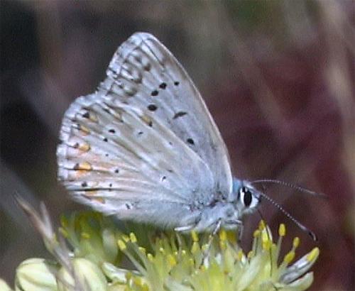 Polyommatus coridon
