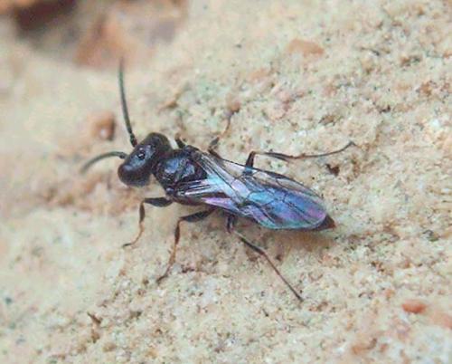 Réf. 74 159 : Diodontus sp.