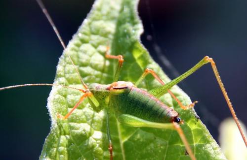 Leptophyes punctatissima