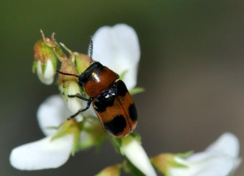 Coptocephala sp.