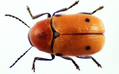 Cryptocephalus infirmior