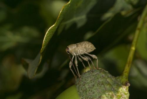 Curculio elephas