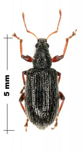 Phyllobius oblongus