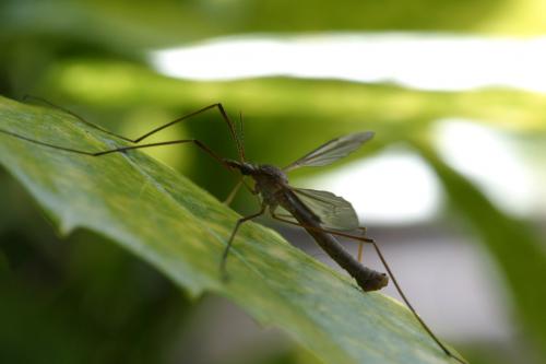 Tipula oleracea