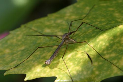 Réf. 74 254 : Tipula oleracea