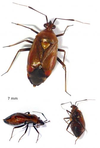 Deraeocoris ruber