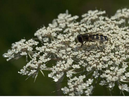 Scaeva pyrastri