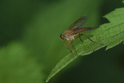 Rhagio tringarius