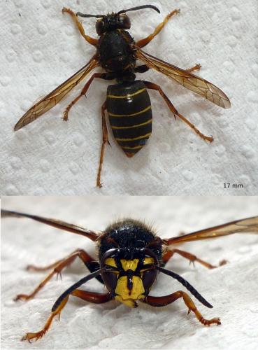 Dolichovespula media