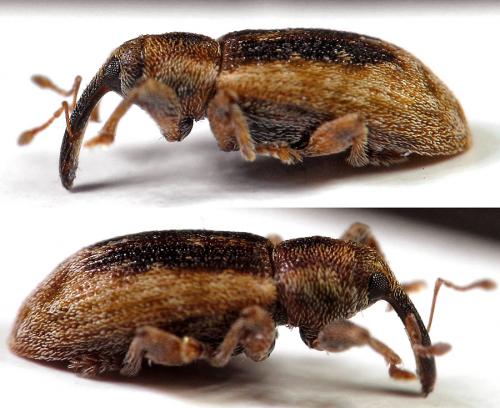 Dorytomus melanophthalmus