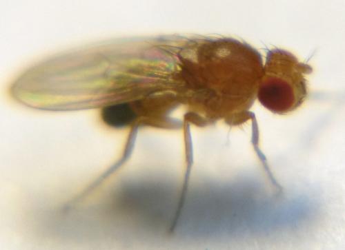 Drosophila melanogaster