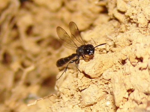 Trypoxylon sp.
