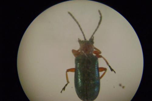 Oulema sp.