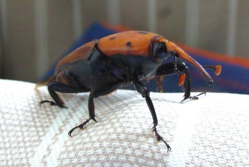 Rhynchophorus ferrugineus