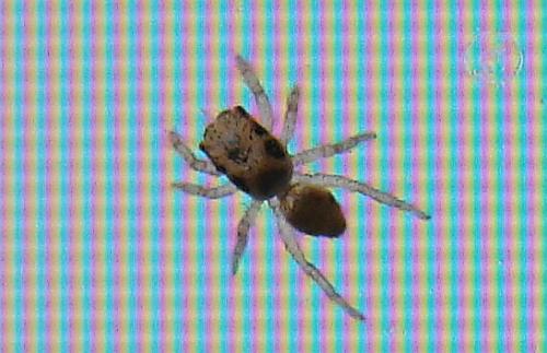 Salticus sp.