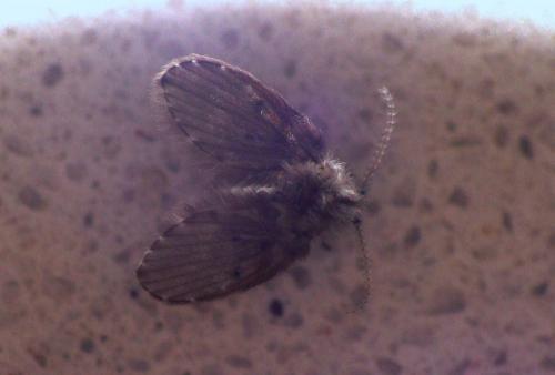 Clogmia albipunctata